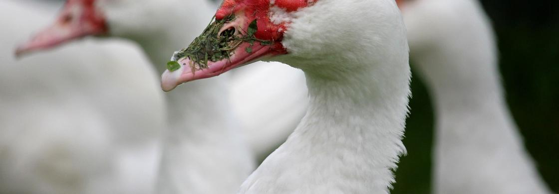 canard