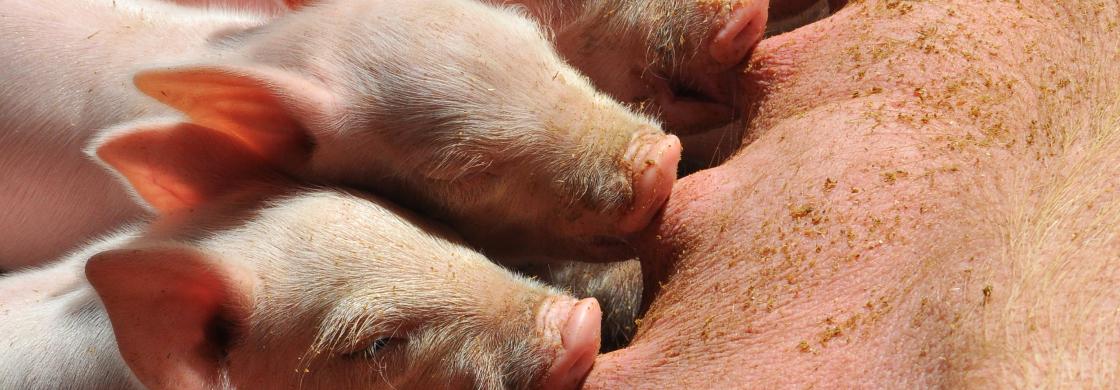 porcs