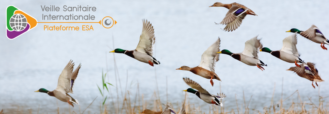 canards