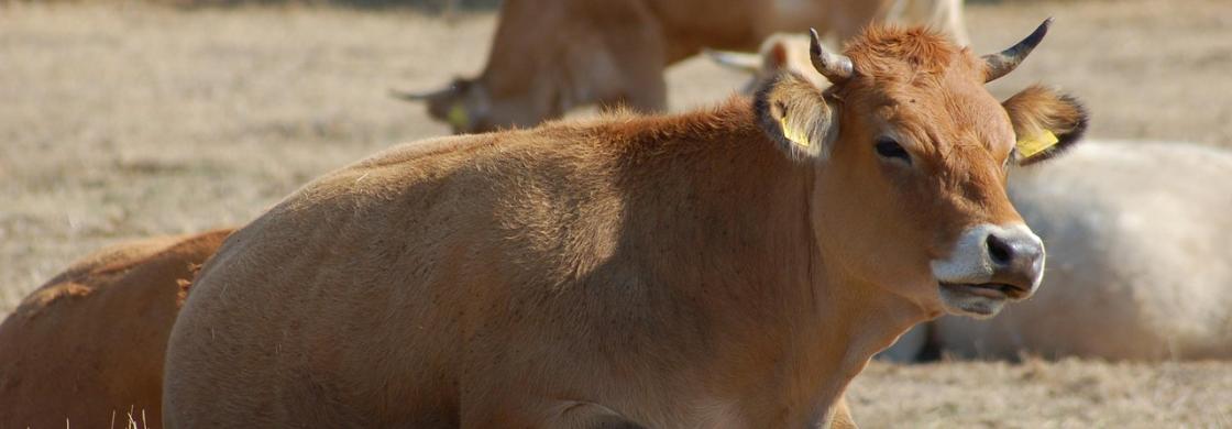 Vache Sardaigne