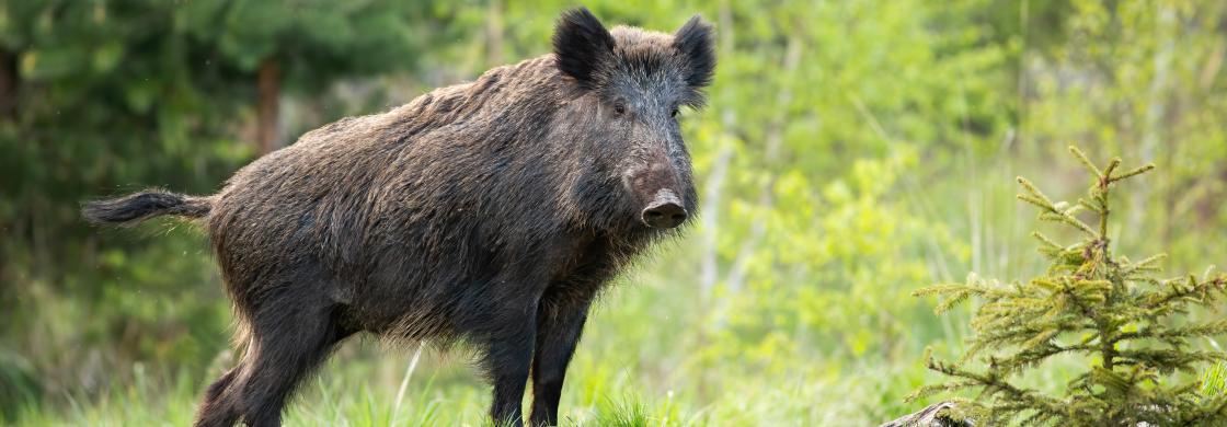 sanglier