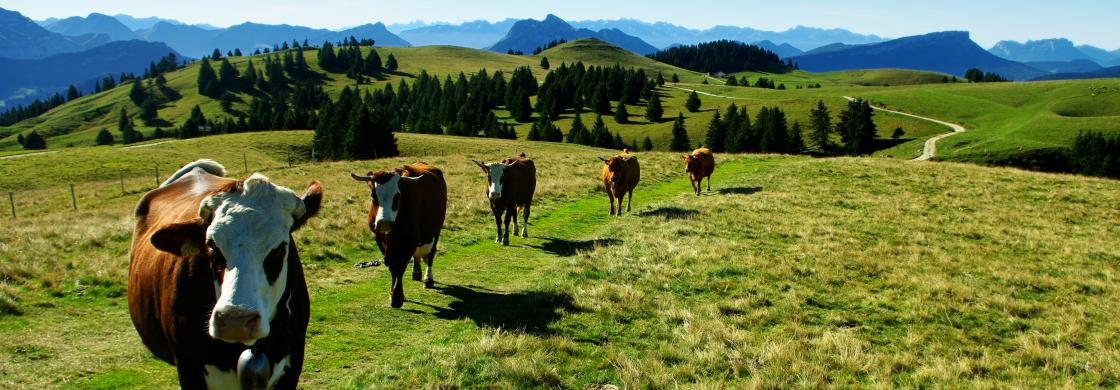 vaches
