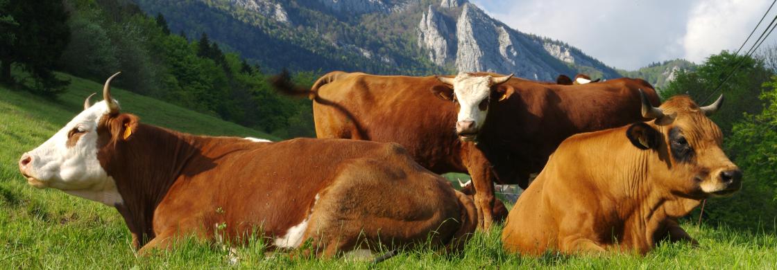 vache