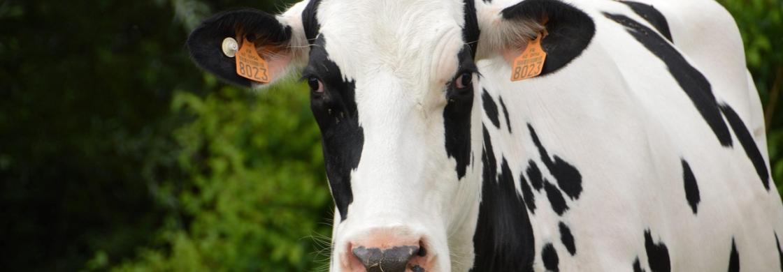 vache