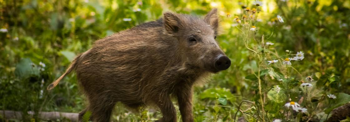 sanglier