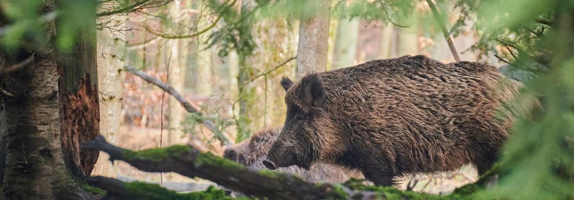 Sanglier Pixabay