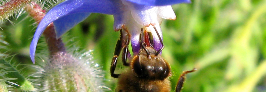 abeille_sur_fleur_de_bourrache_-_hautes_alpes_-_j_chaume
