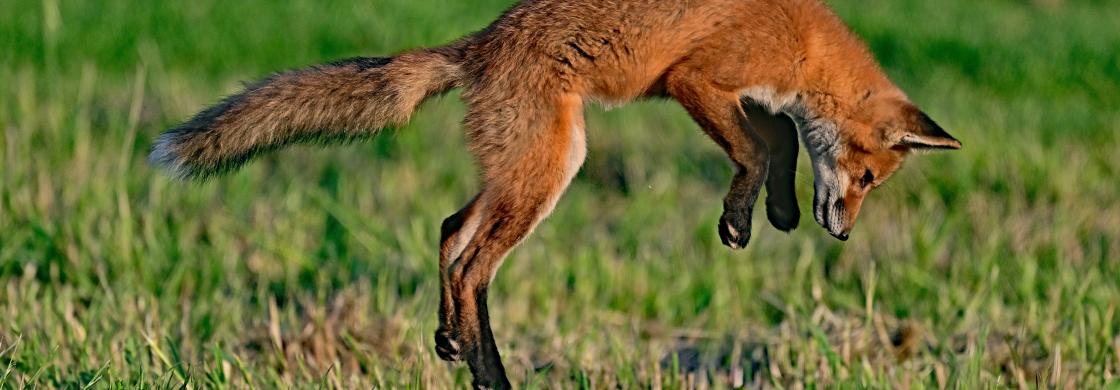 fox