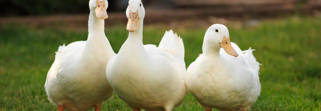 canards