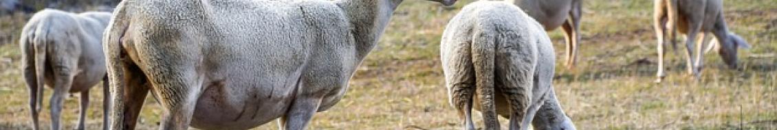 moutons