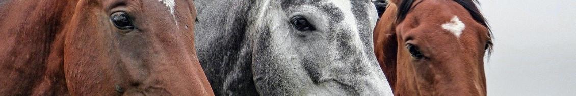 cheval