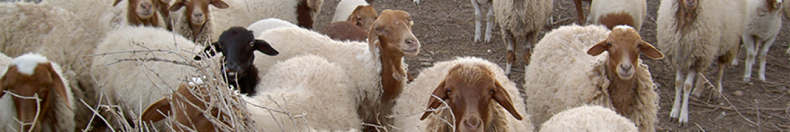 moutons