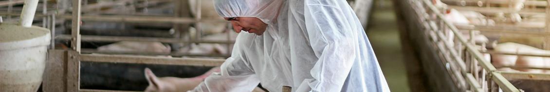 Protection individuelle des intervenants dans les élevages de porcs