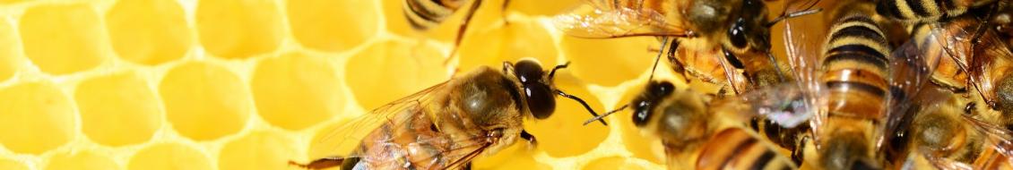 ruche d'abeilles