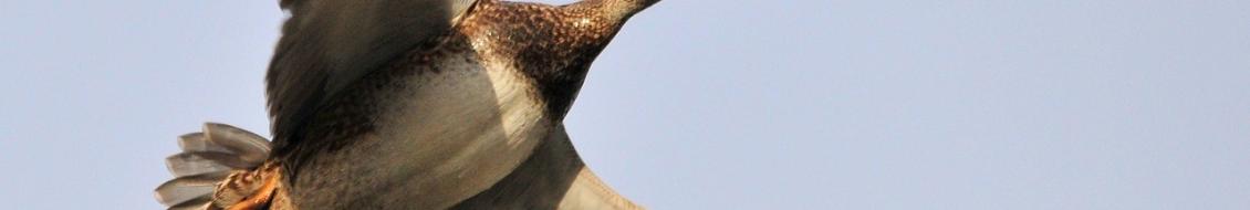 canard