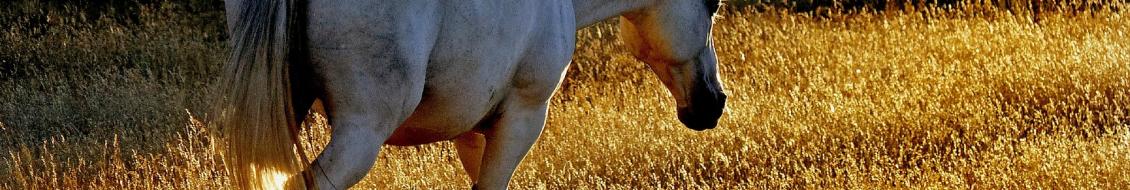 cheval