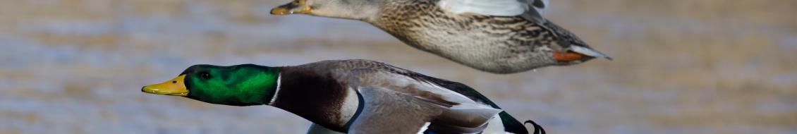 oiseaux sauvage