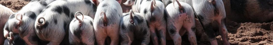 cochons - porcs
