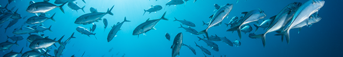 poissons