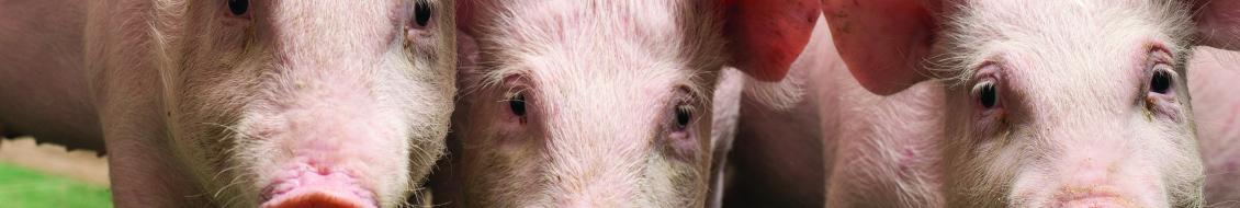 porc journée résavip