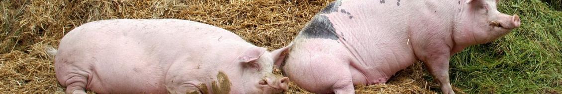 porcs