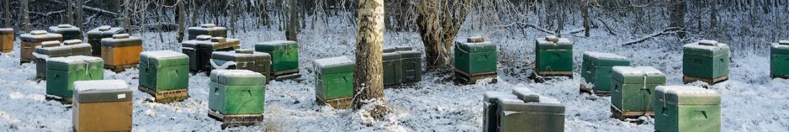 ruches en hiver