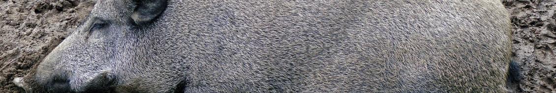 Sanglier