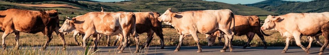 vaches - ruminants