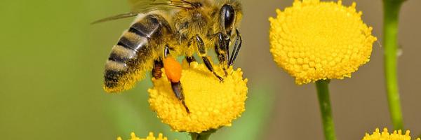 abeille brune et noire sur nectar de fleur jaune