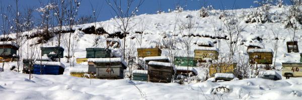 Colonies d'abeilles domestiques pendant l'hiver