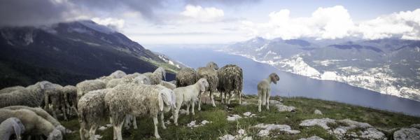 Moutons en montagne