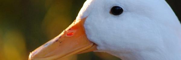 duck - canard