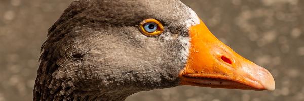 canard -duck