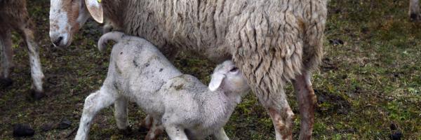 brebis et moutons