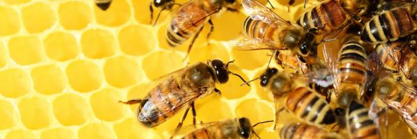 ruche d'abeilles