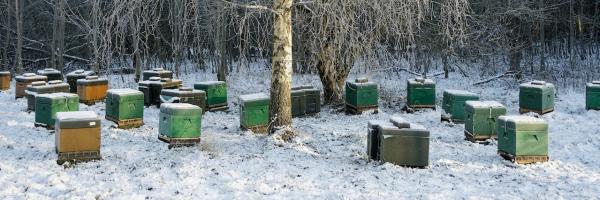 ruches en hiver