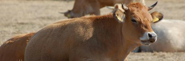 Vache Sardaigne