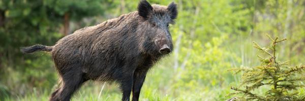 sanglier