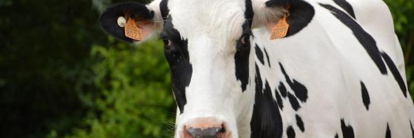 vache