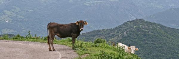 Vache Sardaigne