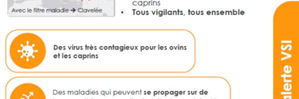 vignette_fiche_clavelee_1